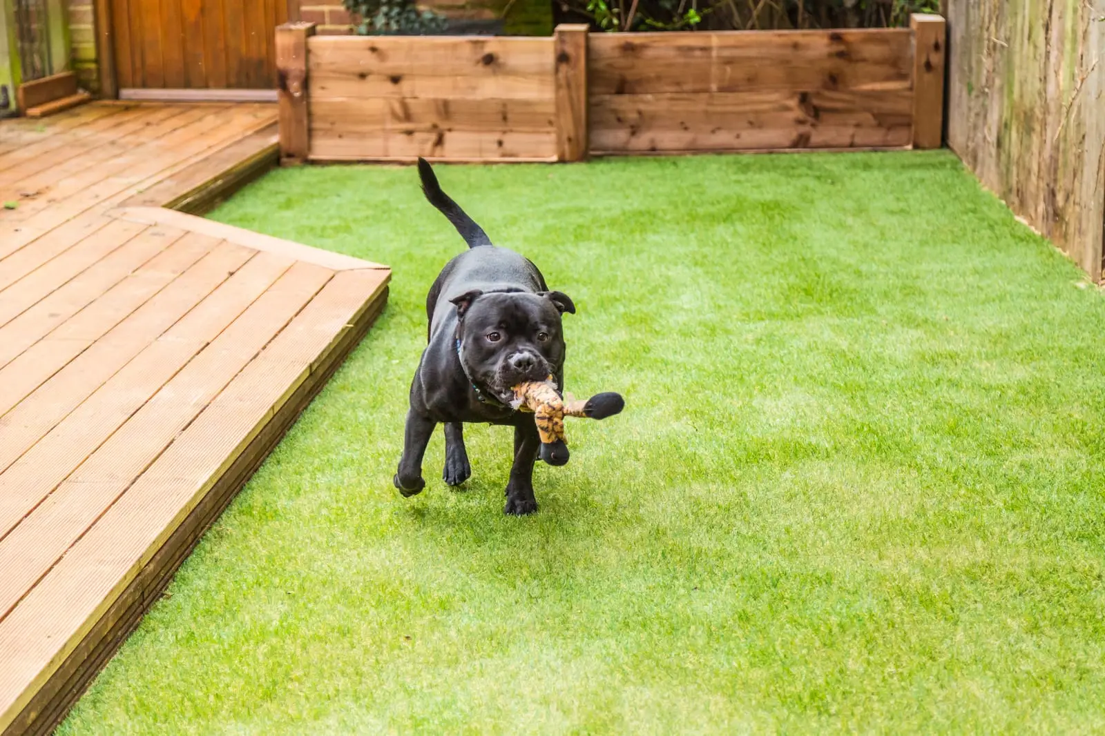 Close view of an artificial lawn